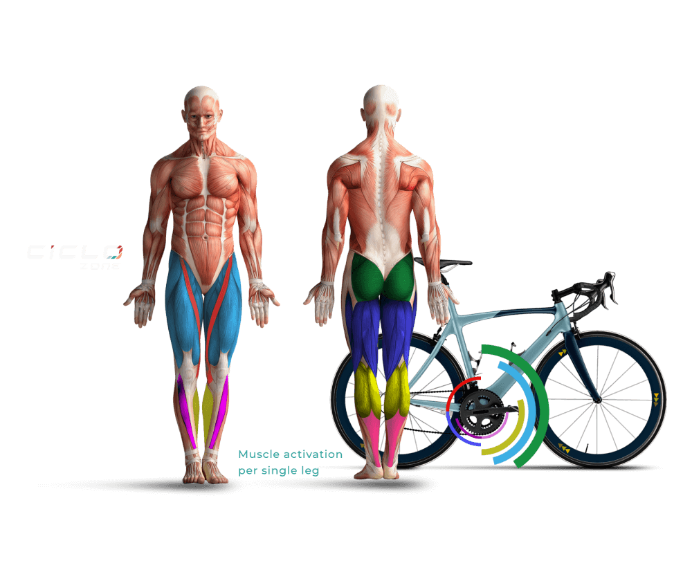 Muscles that get activated when cycling or using CicloZone, an indoor cycling app, with bicycle in the background