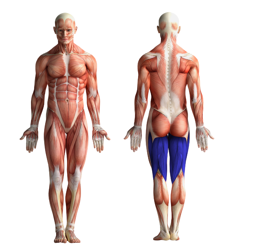 Image showing the muscles that get activated when cycling or using CicloZone, an indoor cycling app