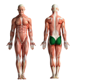 Image showing the muscles that get activated when cycling or using CicloZone, an indoor cycling app