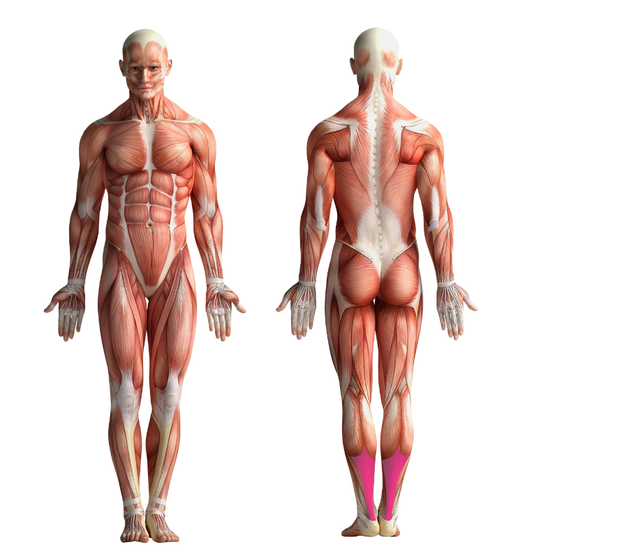 Image showing the muscles that get activated when cycling or using CicloZone, an indoor cycling app