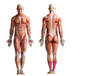Image showing the muscles that get activated when cycling or using CicloZone, an indoor cycling app