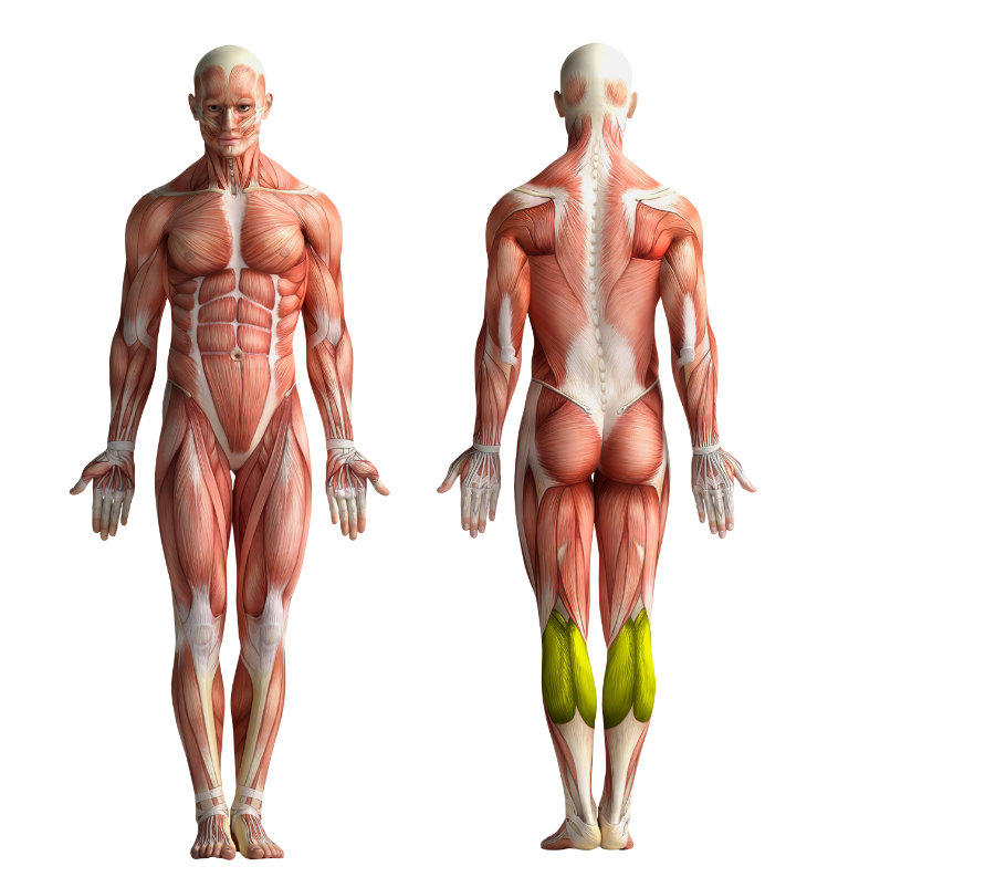 Image showing the muscles that get activated when cycling or using CicloZone, an indoor cycling app