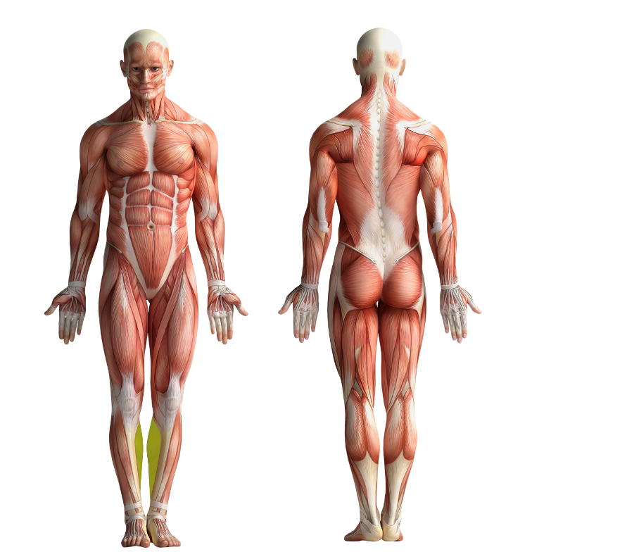 Image showing the muscles that get activated when cycling or using CicloZone, an indoor cycling app