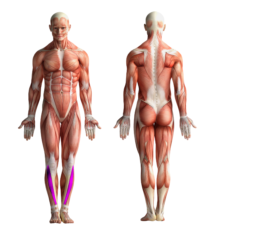 Image showing the muscles that get activated when cycling or using CicloZone, an indoor cycling app