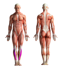 Image showing the muscles that get activated when cycling or using CicloZone, an indoor cycling app