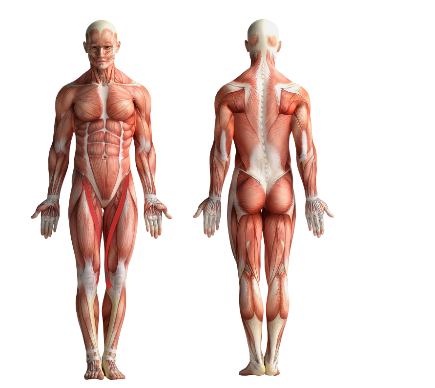 Image showing the muscles that get activated when cycling or using CicloZone, an indoor cycling app