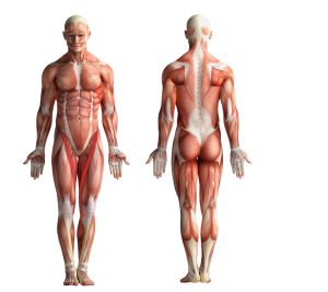 Image showing the muscles that get activated when cycling or using CicloZone, an indoor cycling app