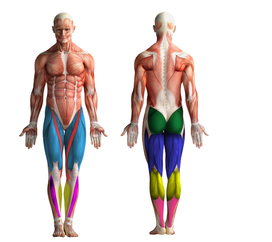 Image showing the muscles that get activated when cycling or using CicloZone, an indoor cycling app