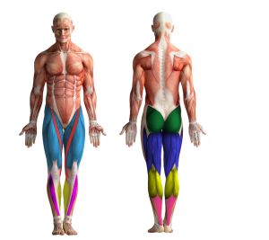 Image showing the muscles that get activated when cycling or using CicloZone, an indoor cycling app