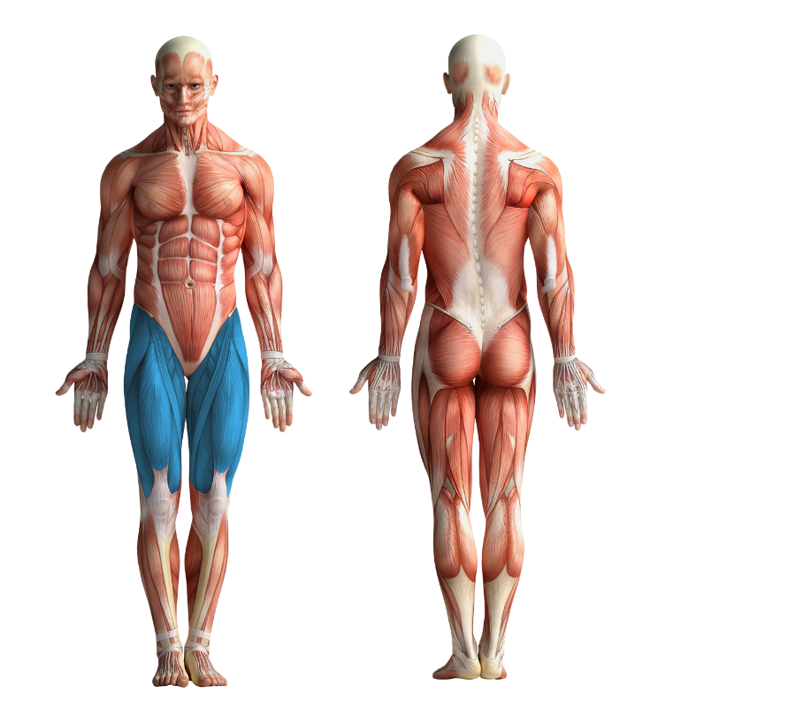 Image showing the muscles that get activated when cycling or using CicloZone, an indoor cycling app