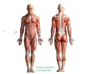 Image showing the muscles that get activated when cycling or using CicloZone, an indoor cycling app