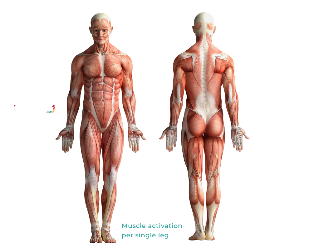 Image showing the muscles that get activated when cycling or using CicloZone, an indoor cycling app